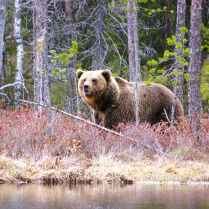 Auf Tuchfühlung mit Bären