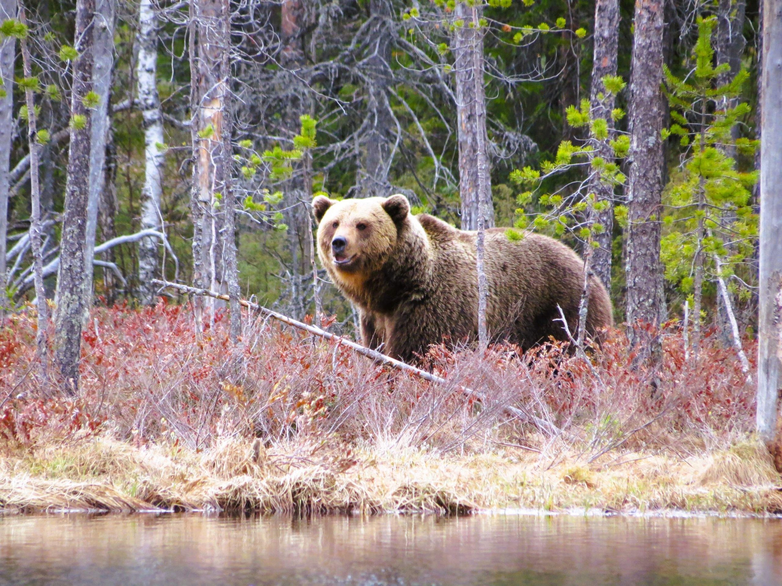 Auf Tuchfühlung mit Bären